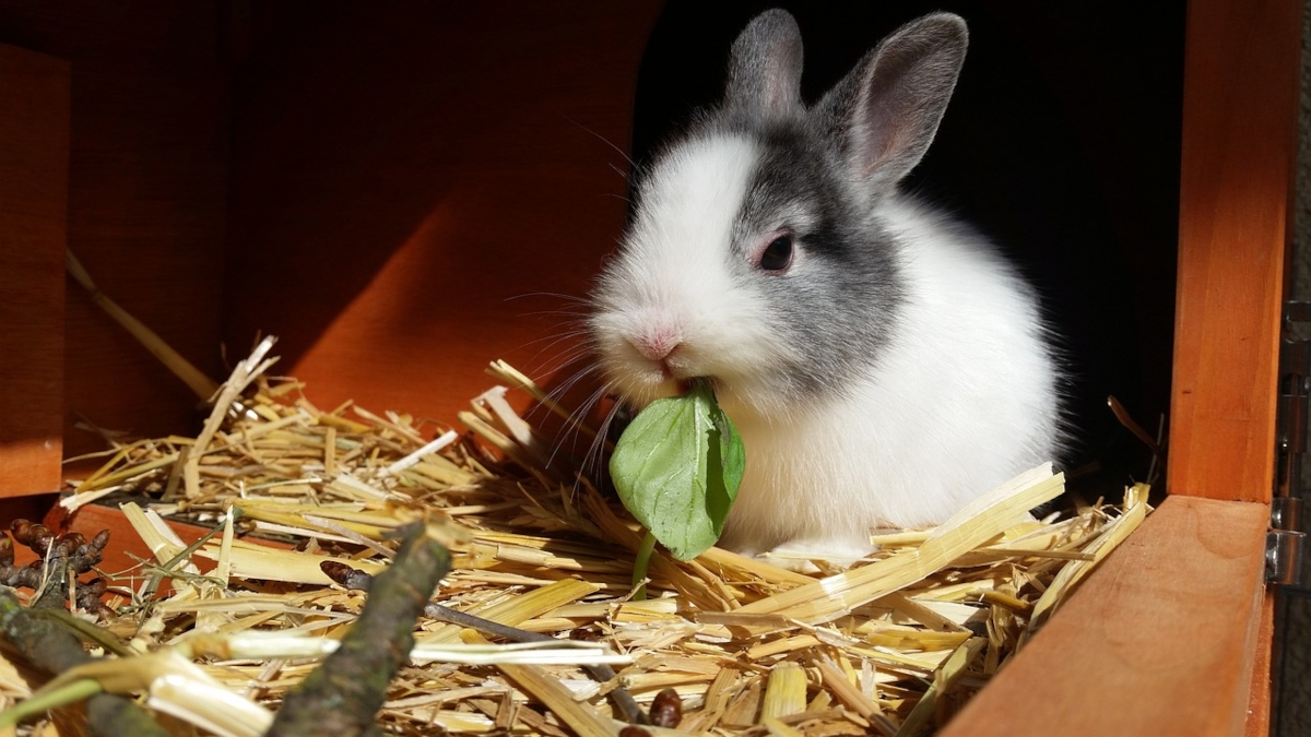 habitat confortable